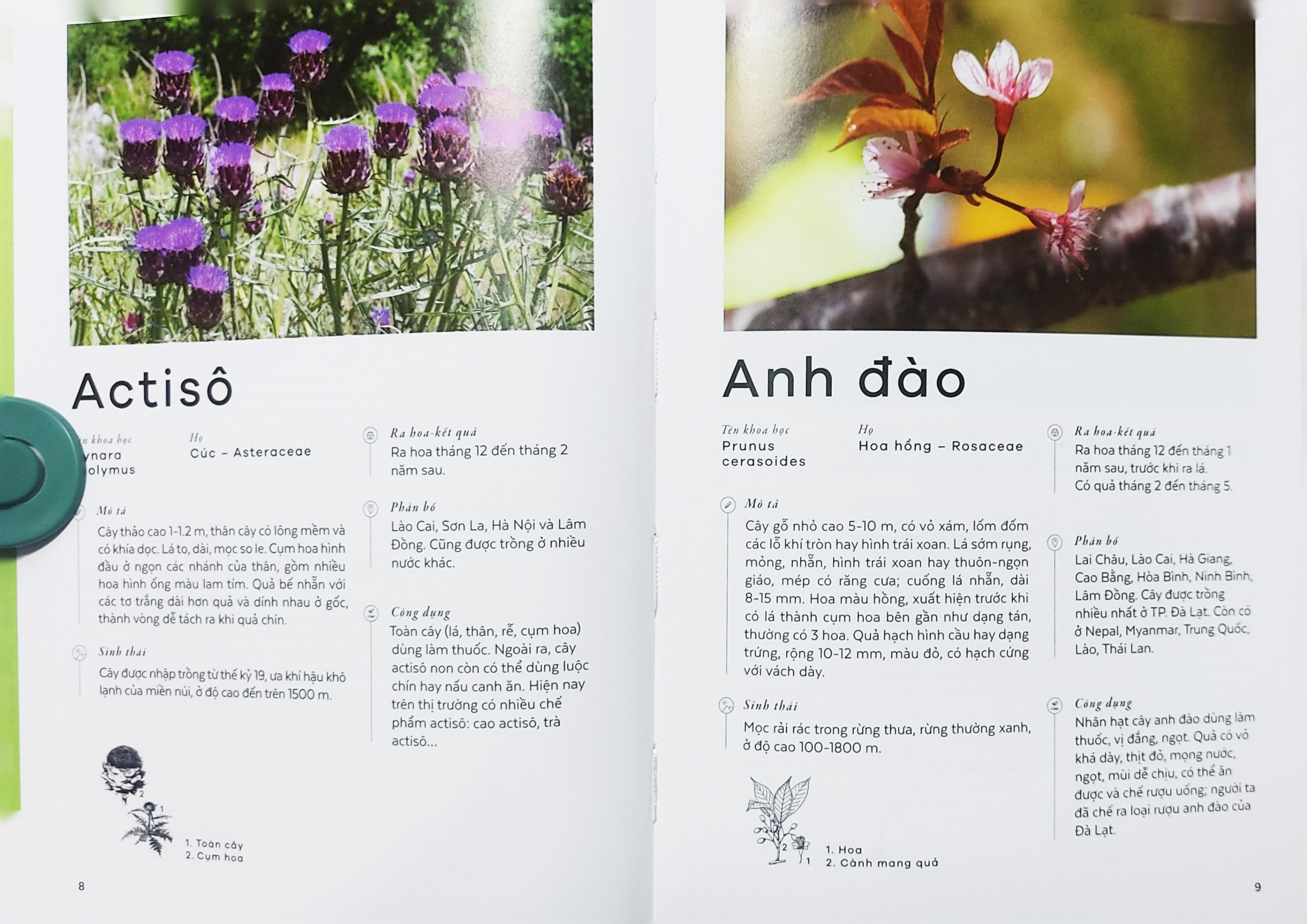Sách - Các loài cây Việt Nam (Nhã Nam)