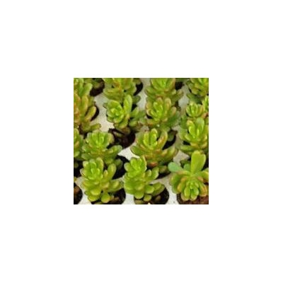 sen đá sedum rubi vĩ