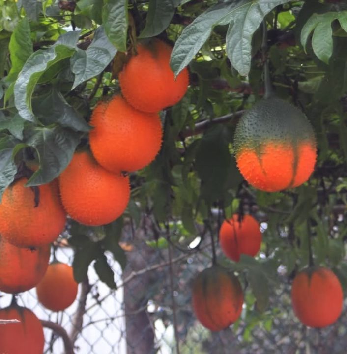 Hạt giống cây gấc cao sản