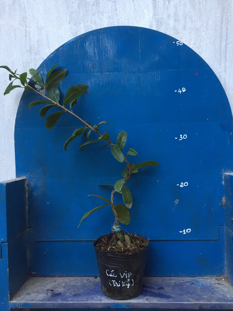 Mai Cúc Tri Kỷ ( Cúc VIP )