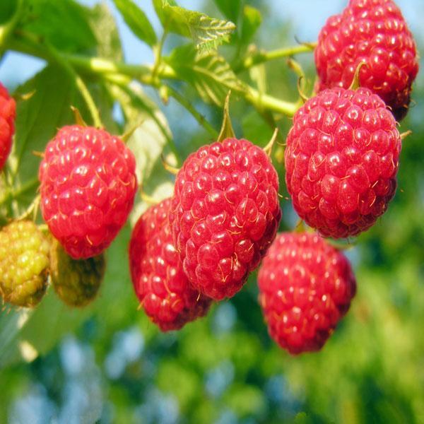 Raspberry mixed color seeds - Sale Off