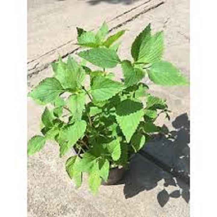 Chậu cây rau kinh giới - cây gia vị