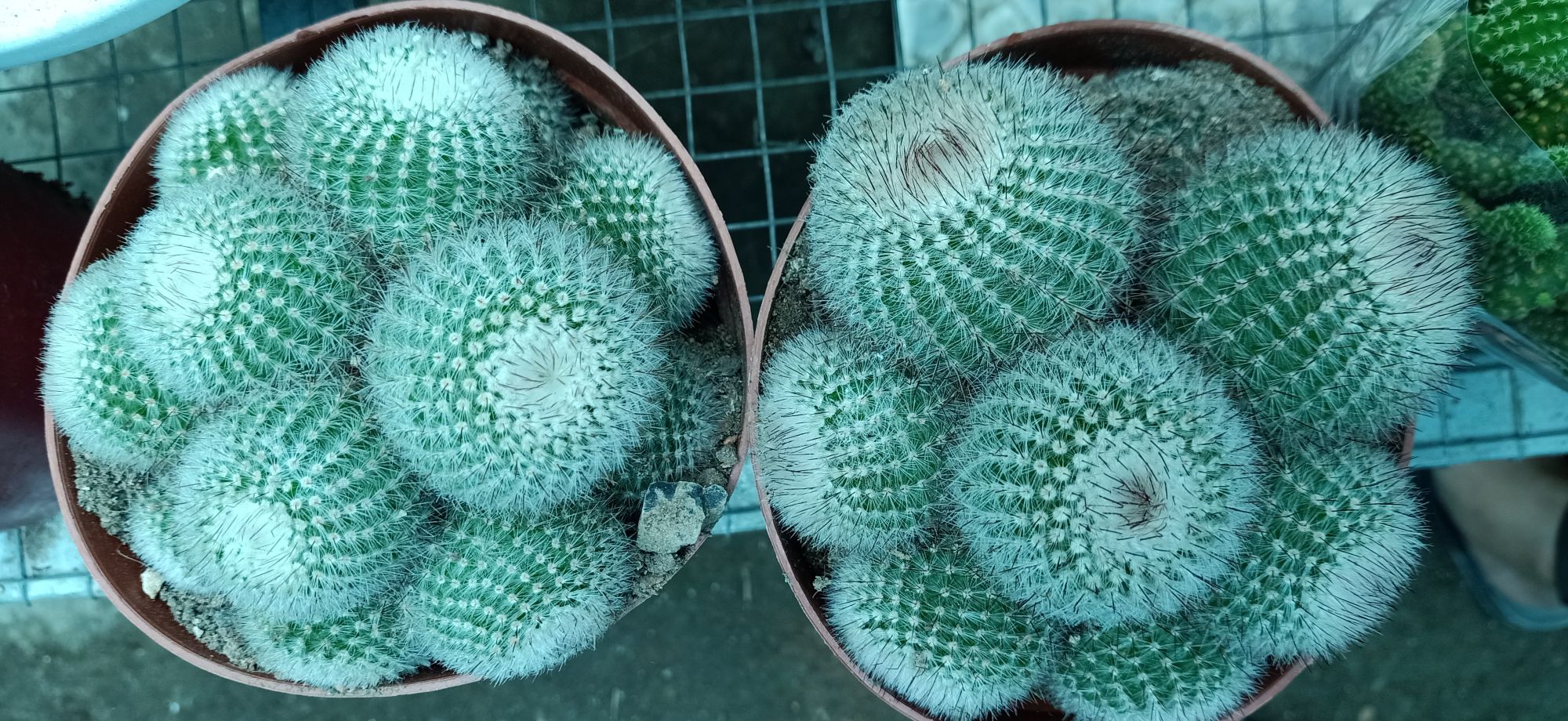 cây xương rồng chùm 01