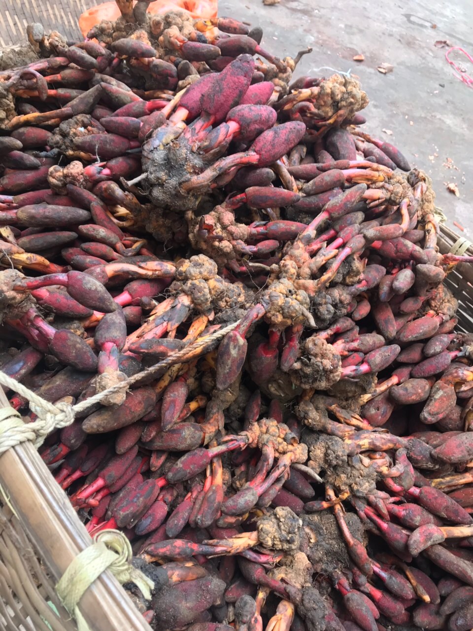 Ngọc Cẩu Khô - Sơn La 1Kg