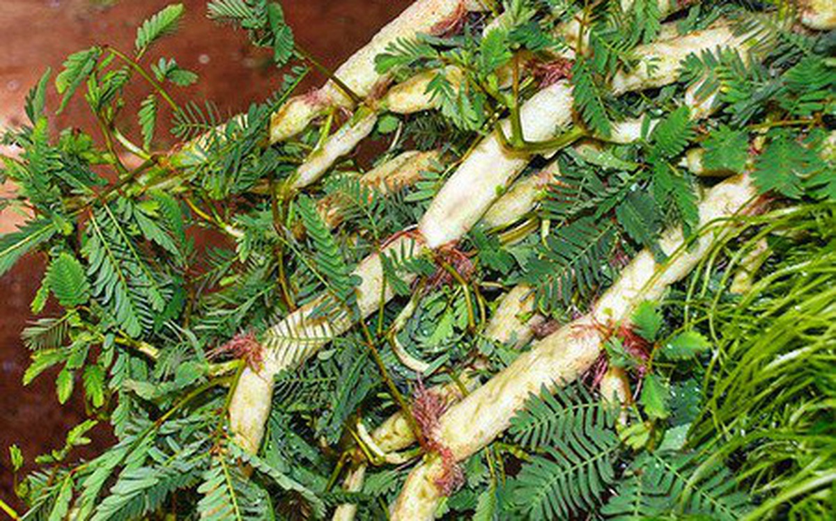 [Seeds] Hạt giống rau nhút RD408, đóng gói 1gr (khoảng 20 hạt)