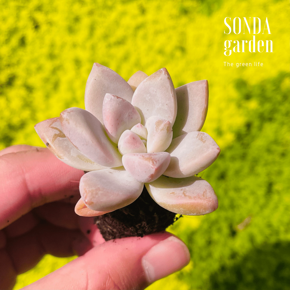 SEN ĐÁ PINK GEM SIZE MINI LỖI 1 ĐỔI 1