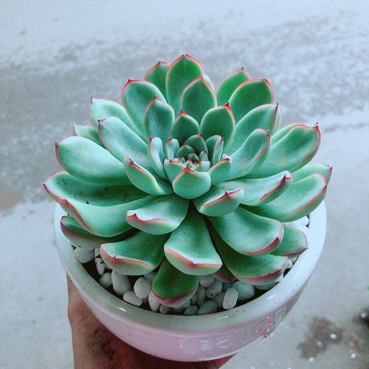 Chậu sen đá viền hồng