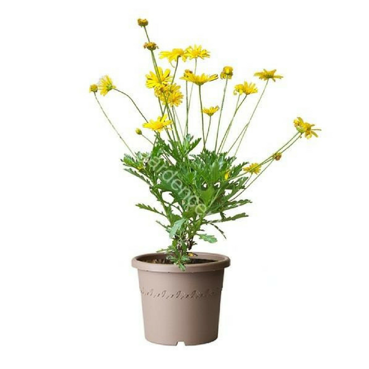 hoa cúc thân gỗ - chậu cây cảnh hoa cúc thân gỗ