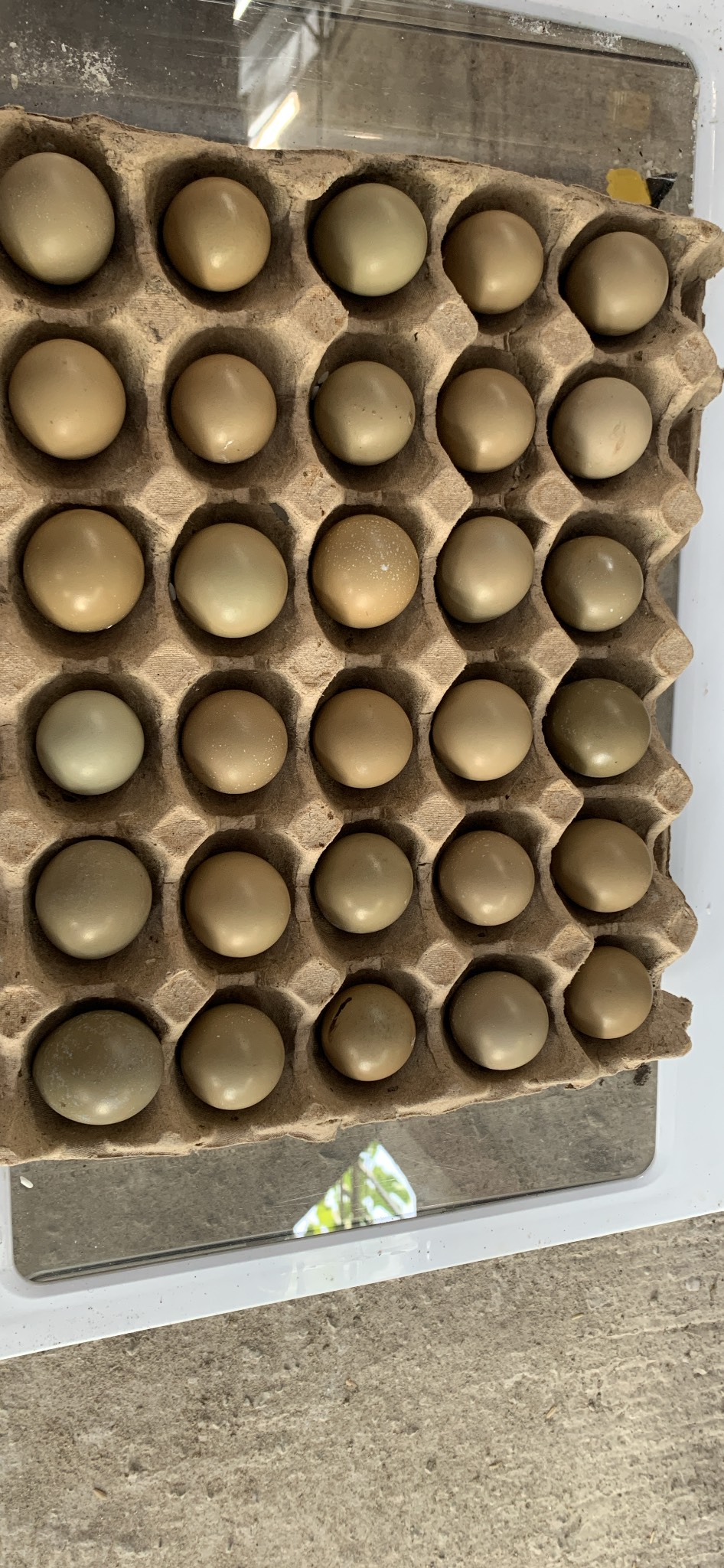 Trứng chim trĩ Hộp 30 trứng-pheasant eggs