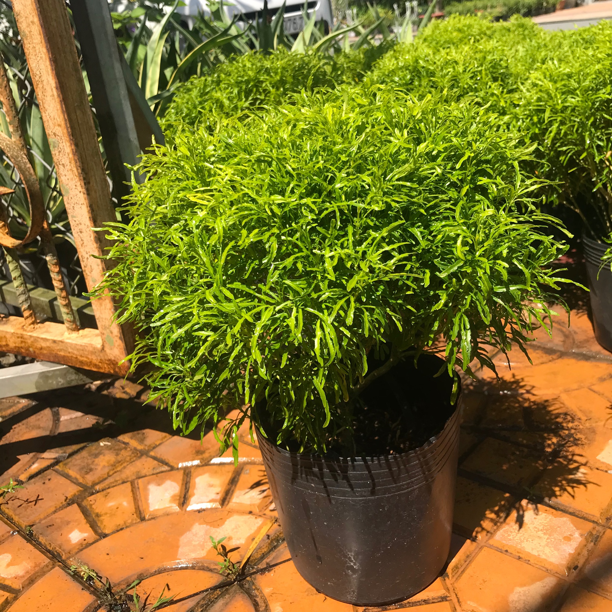Cây Đinh lăng thái + tặng phân bón cho cây mau lớn