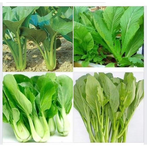 Combo 4 gói hạt giống rau cải ( cải ngòng + cải ngọt + cải xanh + cải chíp )