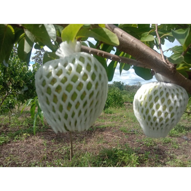 100 bọc na xốp + nilong ( xốp 16cm - nilong 20x25cm)
