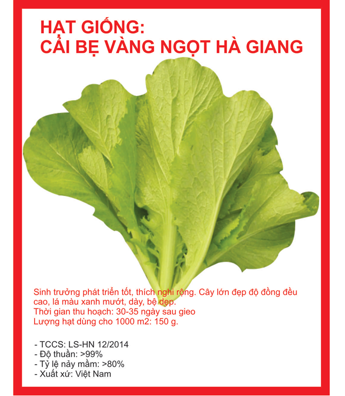 Gói 1kg Hạt Giống Cải Bẹ Vàng