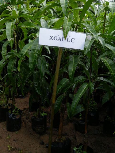 Cây xoài úc, cây đẹp. chuẩn giống