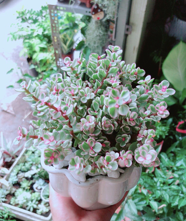 [HCM]Chậu Cây Cành Vàng Lá Ngọc