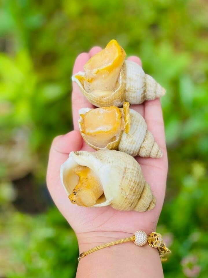 [CBC] Ốc Bulot Đại