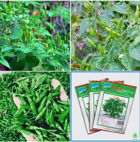 Hạt giống ớt xiêm phú nông 02g/gói