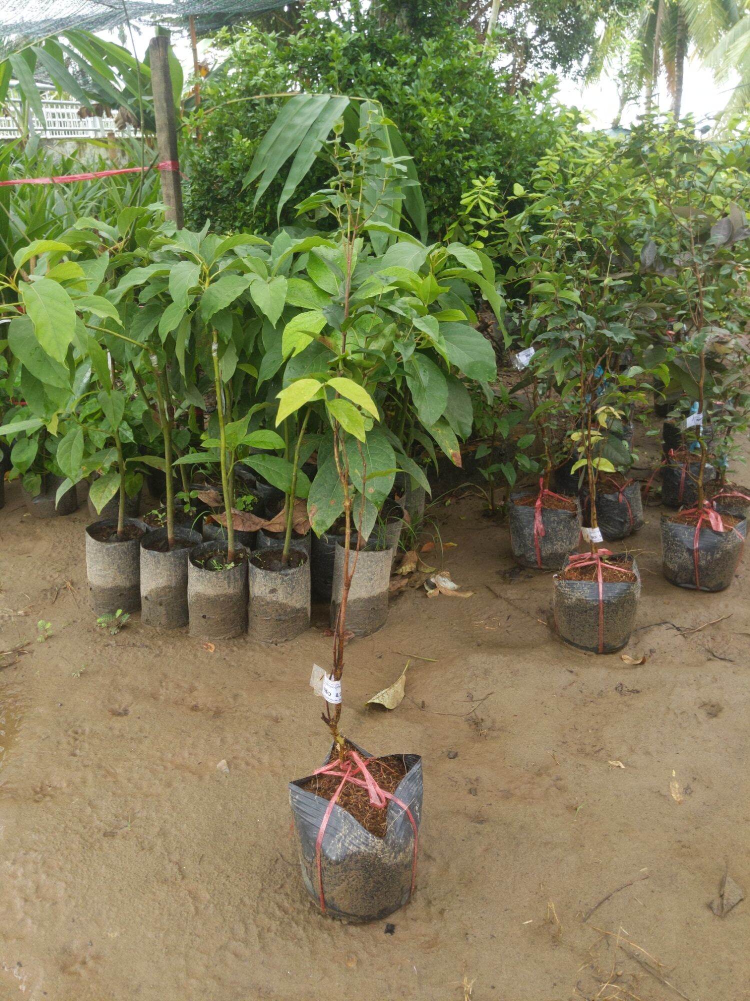 Nho 12 vụ cây cao 1 mét