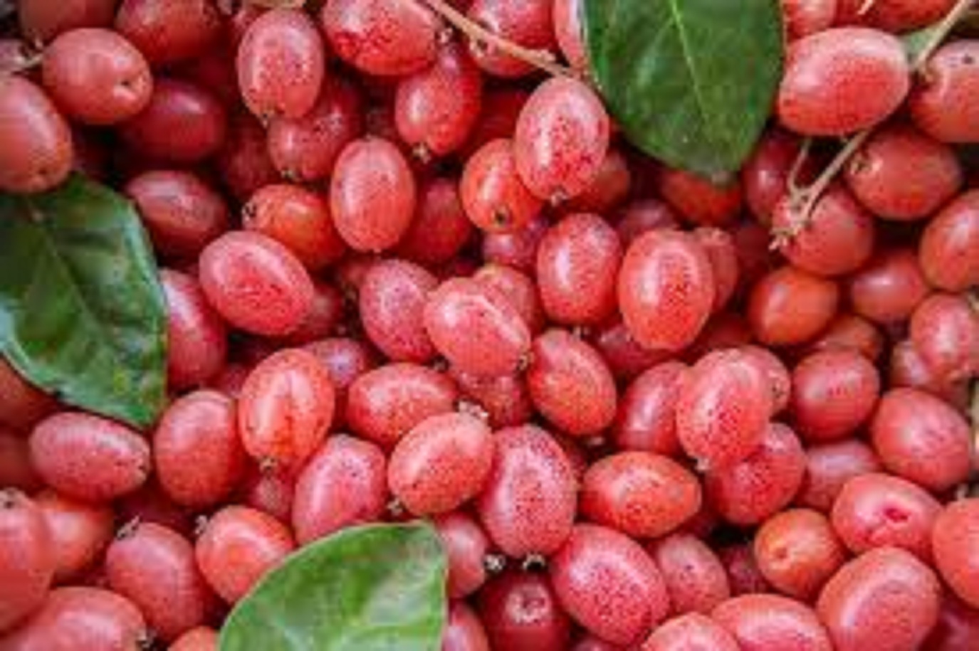 Cây nhót ngọt siêu trái mỹ
