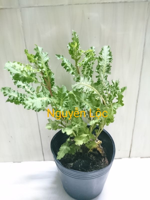 Cây ổi đuôi phụng