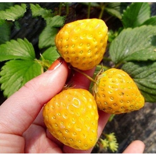 Hạt Giống Dâu Tây Vàng Chịu Nhiệt ( Gói 100 hạt/ Kèm gói kích thích hạt nảy mầm )