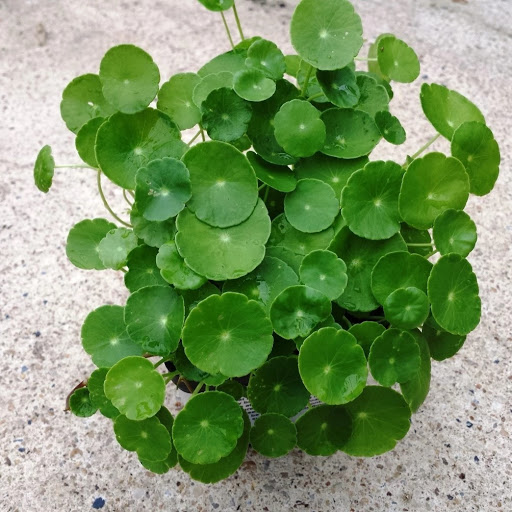 Hạt giống cỏ đồng tiên  - 50 hạt/gói