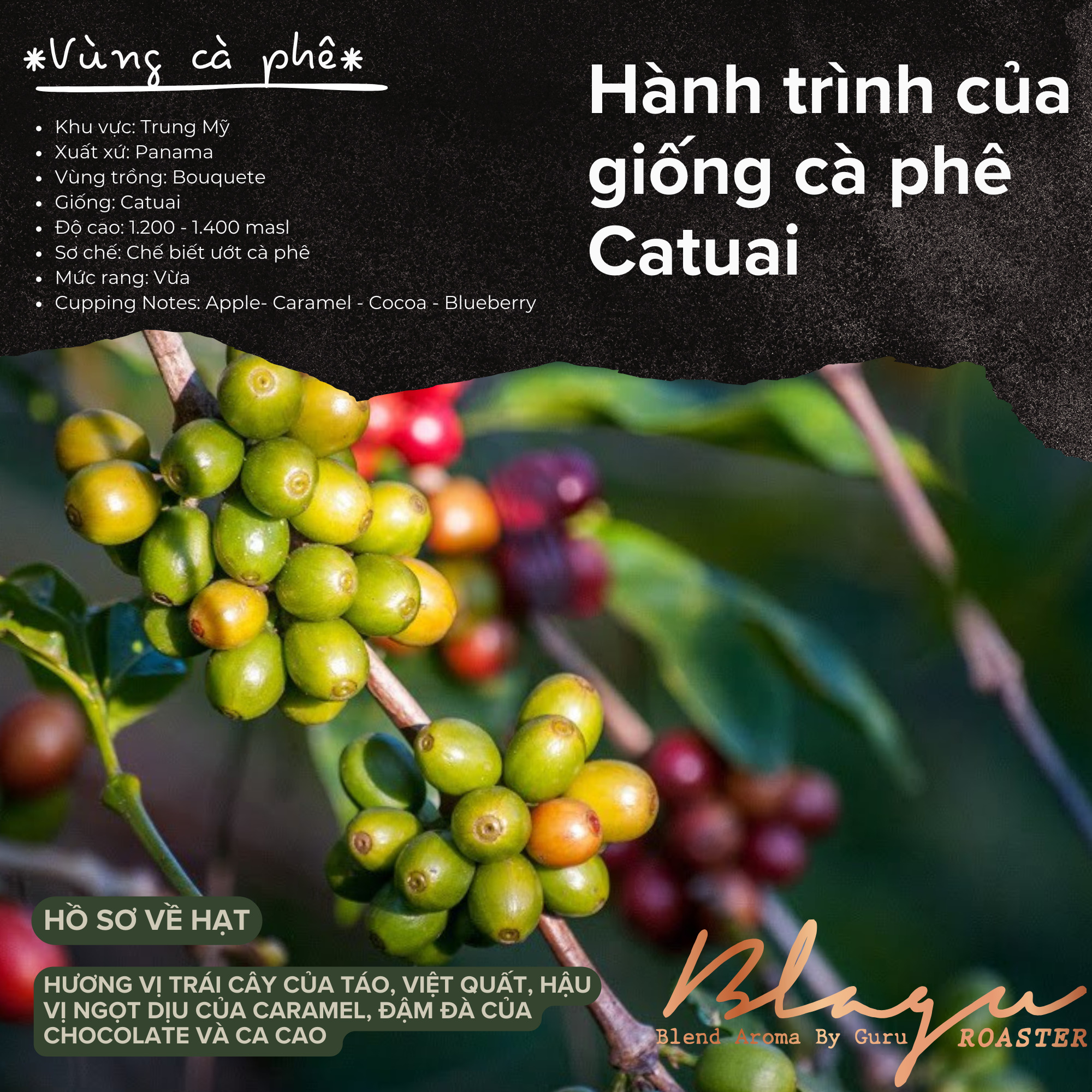 [Premium] Cà Phê Blagu Hạt Đã Rang Panama Boquete - Medium - 250g