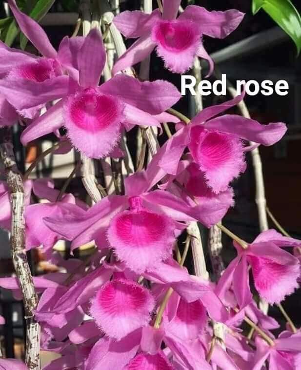 Lan Giả Hạc Pháp  RED ROSE ( GH HOA HỒNG ĐỎ)