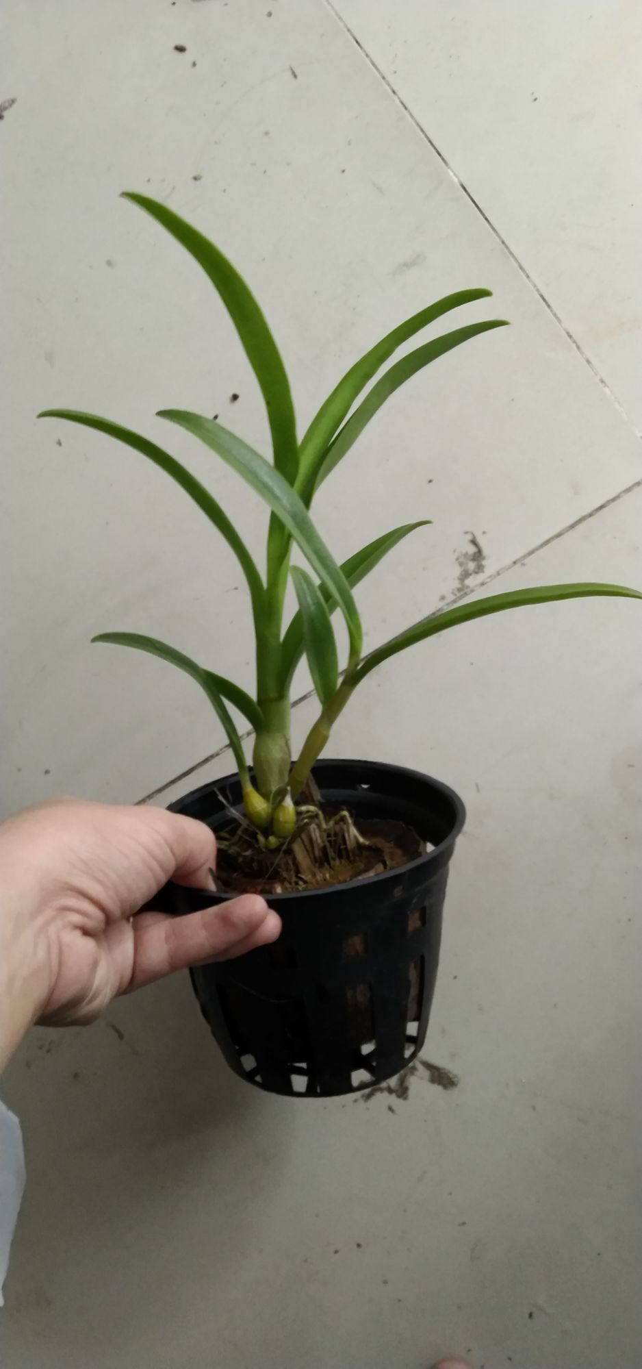 Denro nắng thơm pensoda trưởng thành sắp hoa