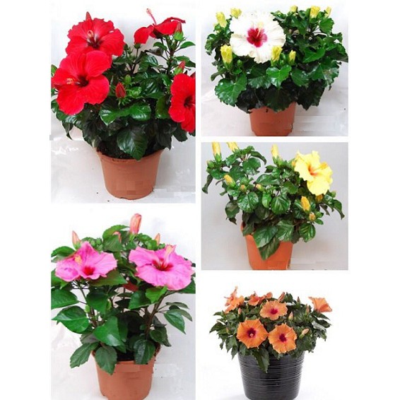 Combo 5 Loại Hạt Giống Hoa Đẹp Nhất Thì Trường - Rau Củ Quả Trồng Tại Vườn, Sân Thượng, Nông Trang, Ban Công