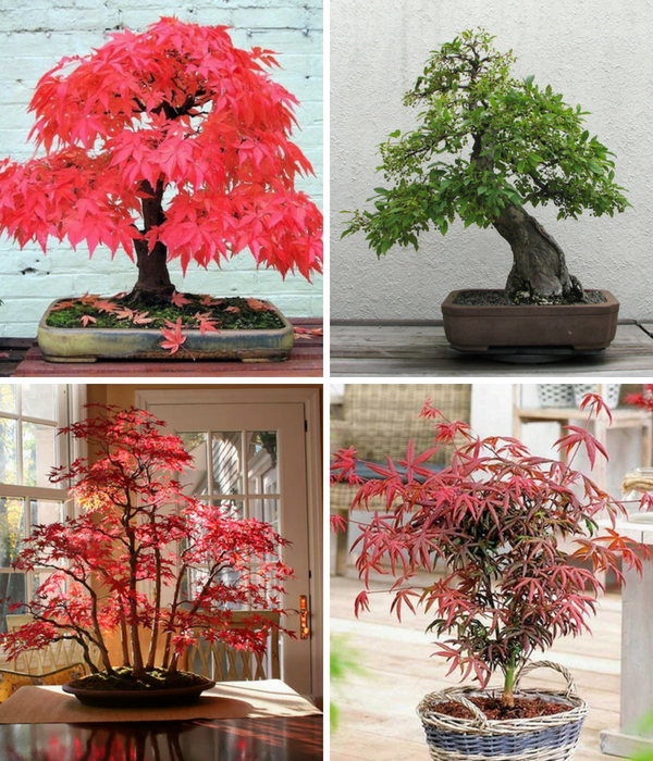 [MUA 10 TẶNG 1] - Set 10 gói Hạt giống phong lá đỏ Bonsai