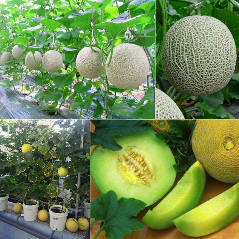 Bộ Sản Phẩm Gồm:( Dưa Lưới Siêu Ngọt F1+ 3 viên nén ươm+ 1 Gói kích hạt nảy mầm )