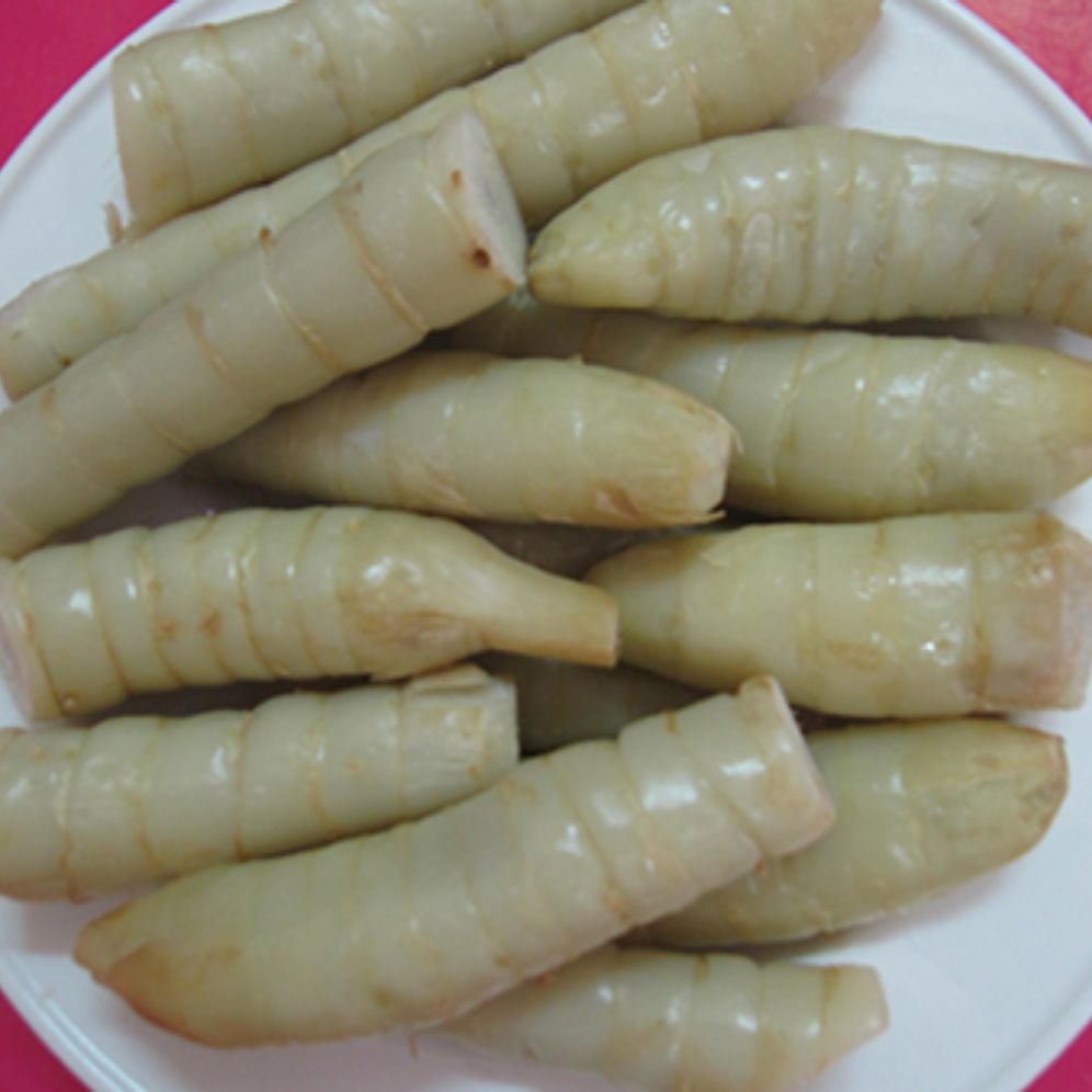 cây giống củ bình tinh ( lùn dài) để trồng lấy củ