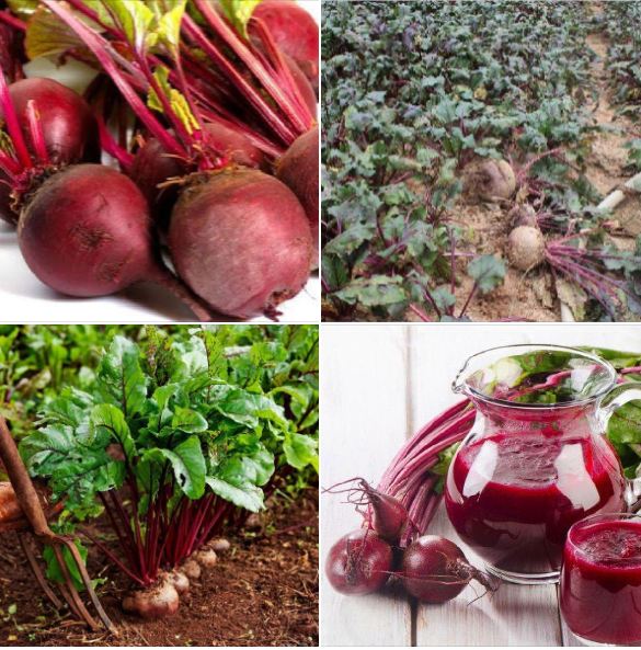 F1 Red Beetroot Seeds – 2 Grams/Pack