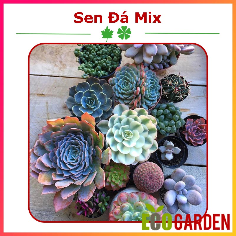 Hạt giống sen đá mix
