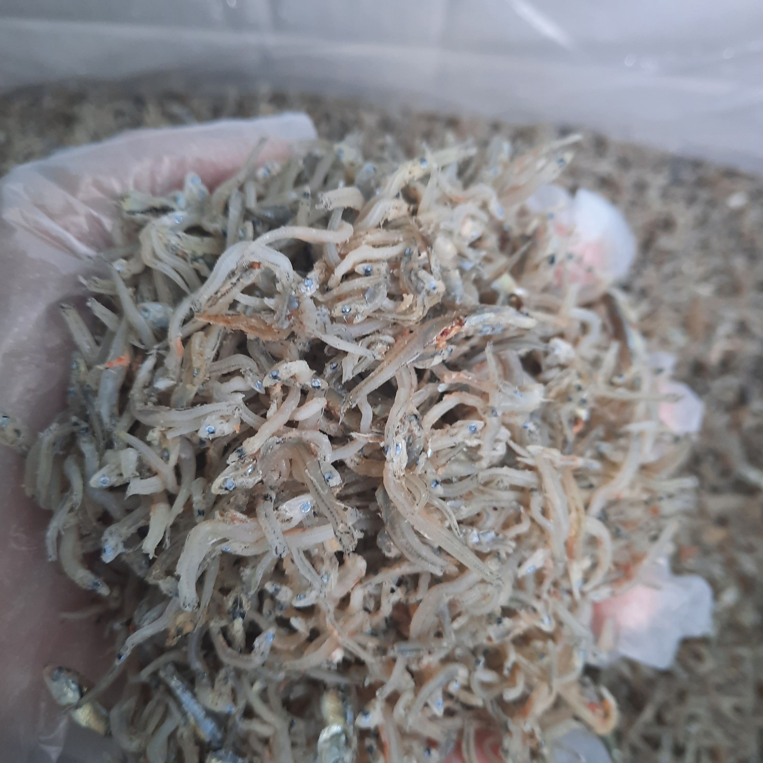 {500gr} Cá Cơm Khô- Cá Cơm Mờm Sữa Trắng - Đặc Sản Nha Trang