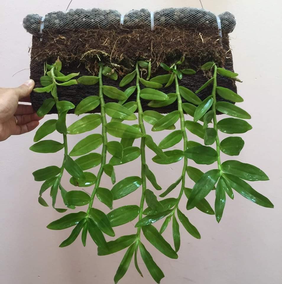 30 túi đựng phân dê dài 10cm