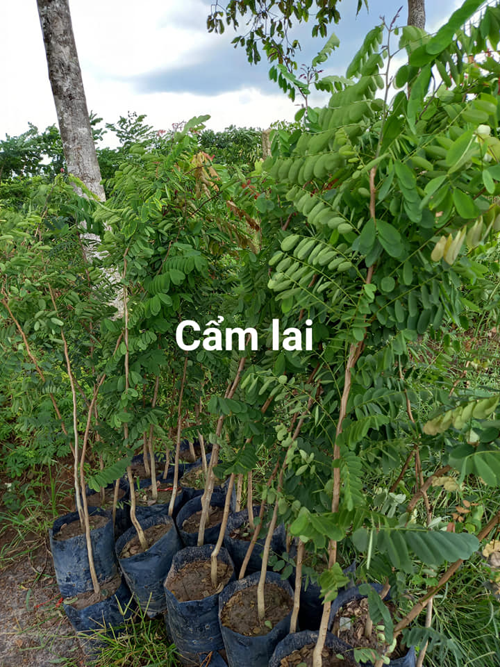 Hạt giống cẩm lai rừng