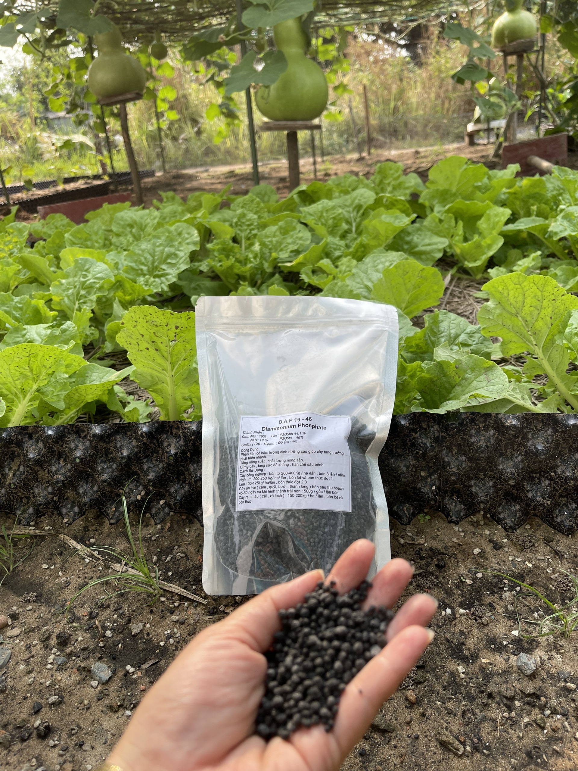 Phân lân DAP 19-46 gói 1kg, phân bón hạt đen