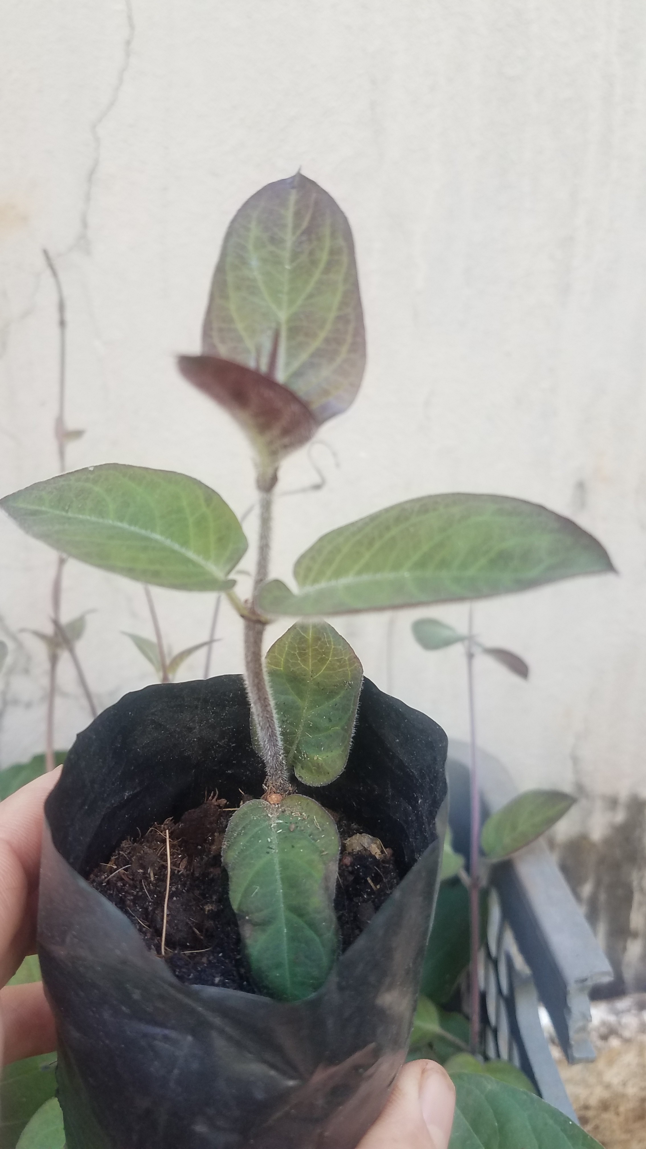 Cây mơ lông
