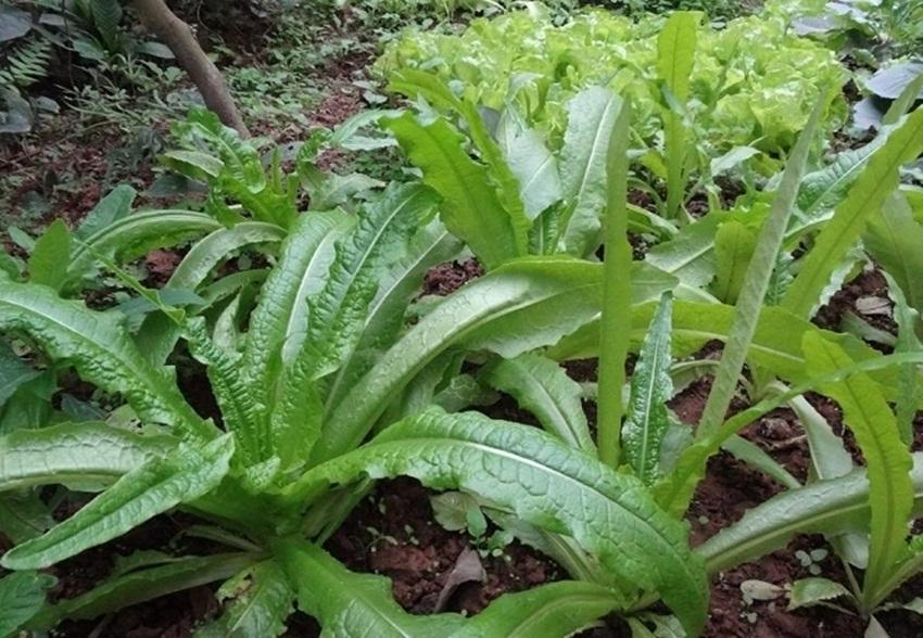 500 Hạt giống RAU DIẾP THƠM