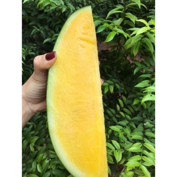 HẠT GIỐNG DƯA HẤU RUỘT VÀNG HẠT LÉP THÁI LAN