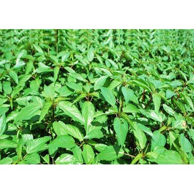 20G - Hạt Giống Rau Đay Xanh, Đỏ