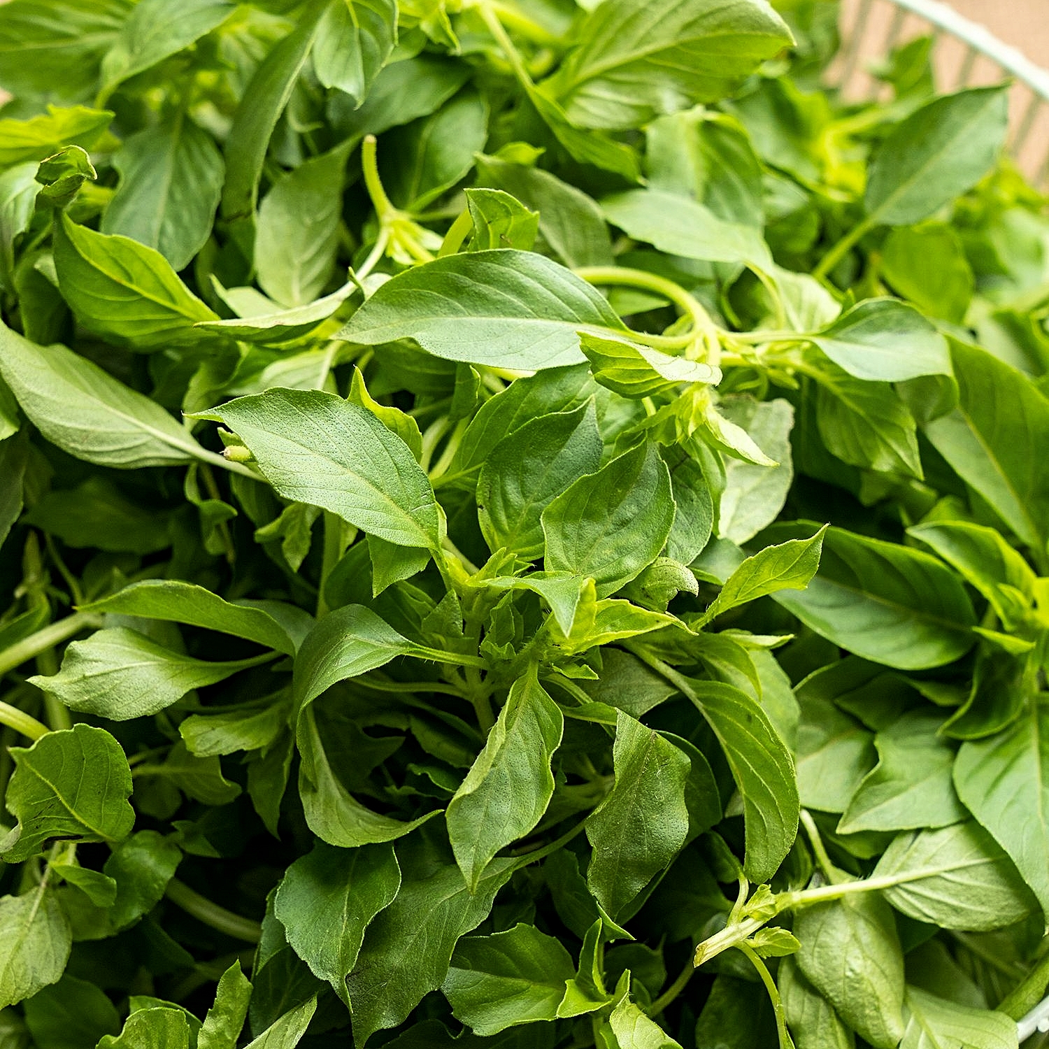 Hạt giống Lá É (RD189) gói 5gr - Rất dễ trồng