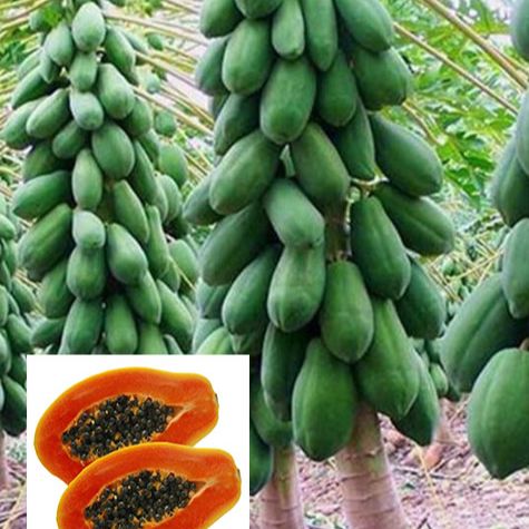 [HCM]5 Hạt giống đu đủ lùn thái lan