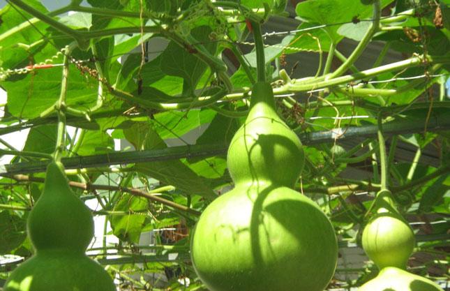 Gói 1g hạt giống bầu hồ lô