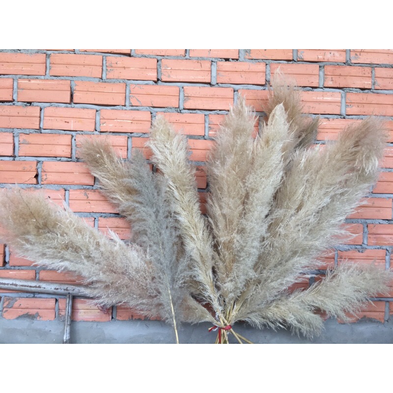 cỏ lau khô nhập khẩu