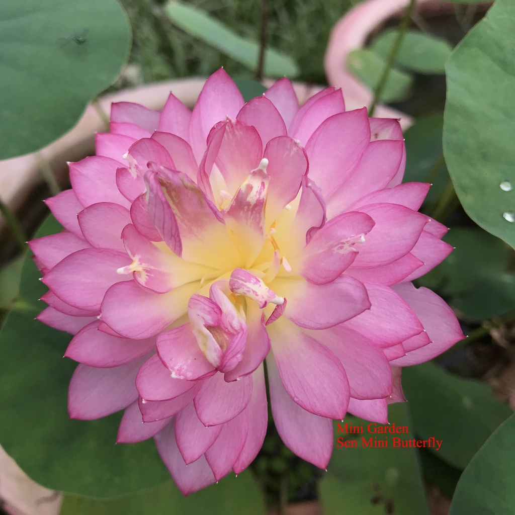 Củ Giống Hoa Sen Mini Nhật Butterfly
