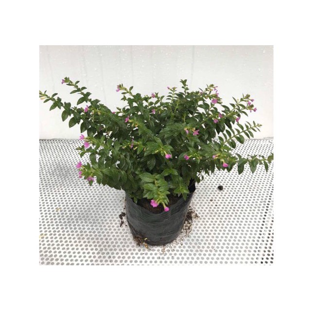 Cây Cẩm Tú Mai - Cây cảnh mini- caykiengsadec
