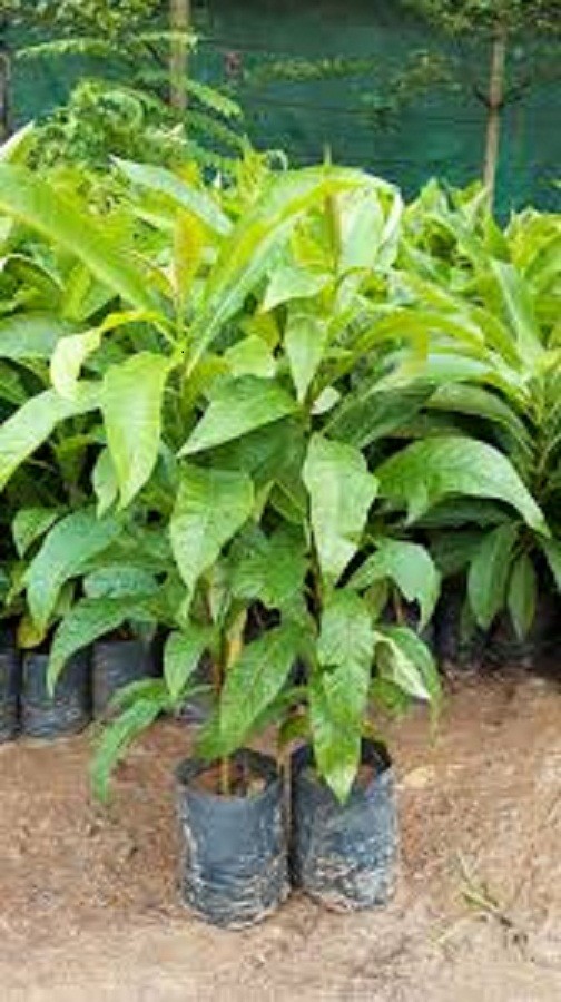 CÂY SALA ( CÂY NGỌC KỲ LÂN , CÂY ĐẦU LÂN ) GIỐNG